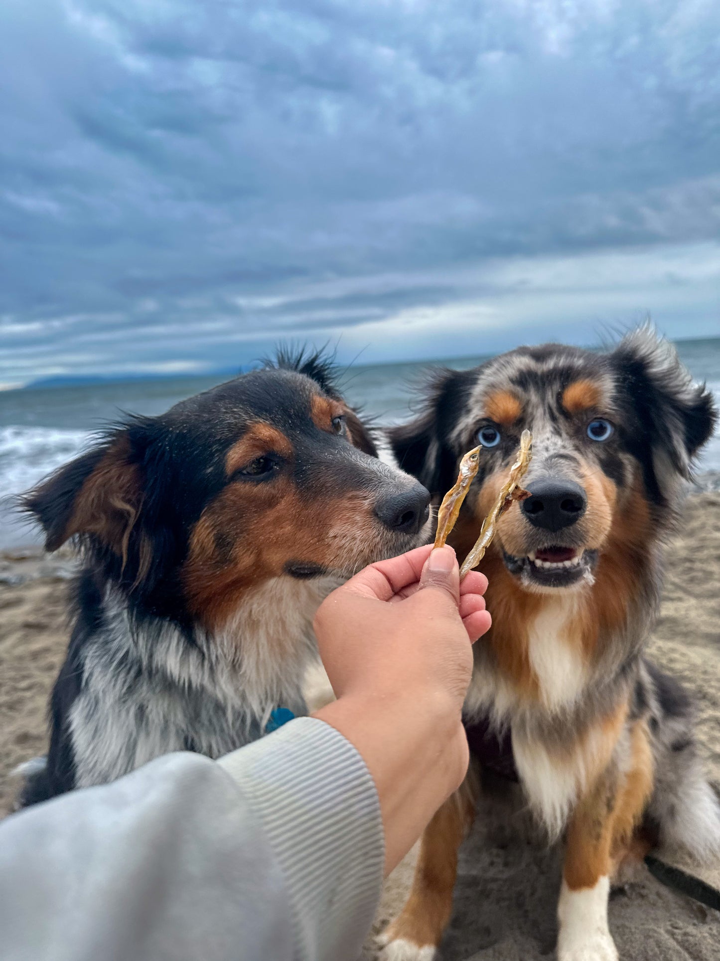 Shiloh's Sea Bites