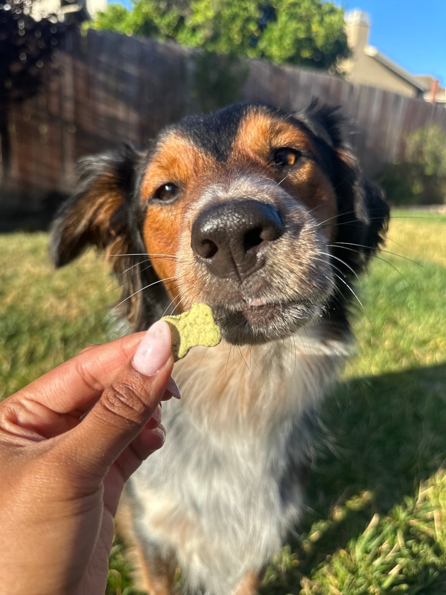 Bodie's Minty Bites
