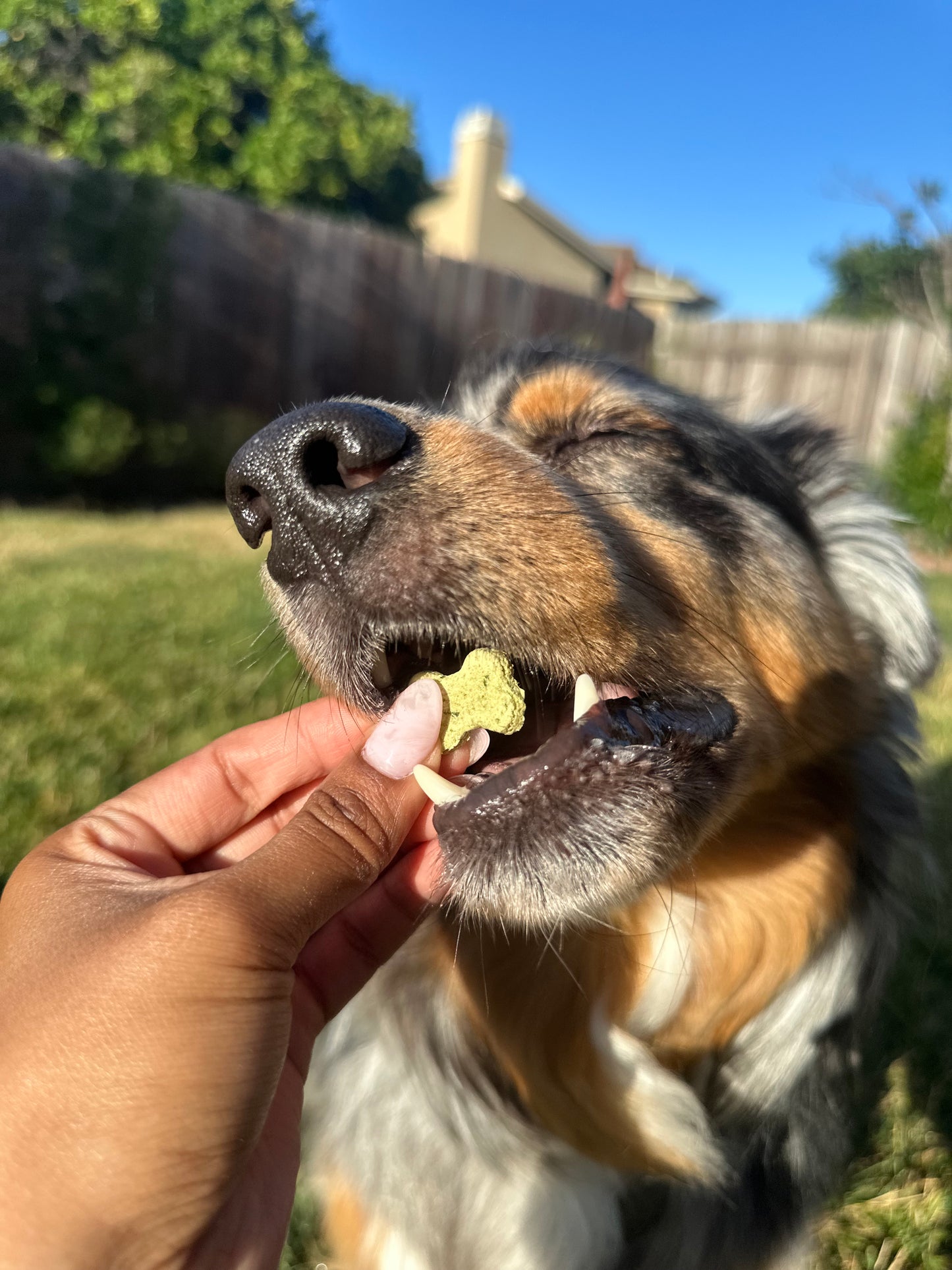 Bodie's Minty Bites