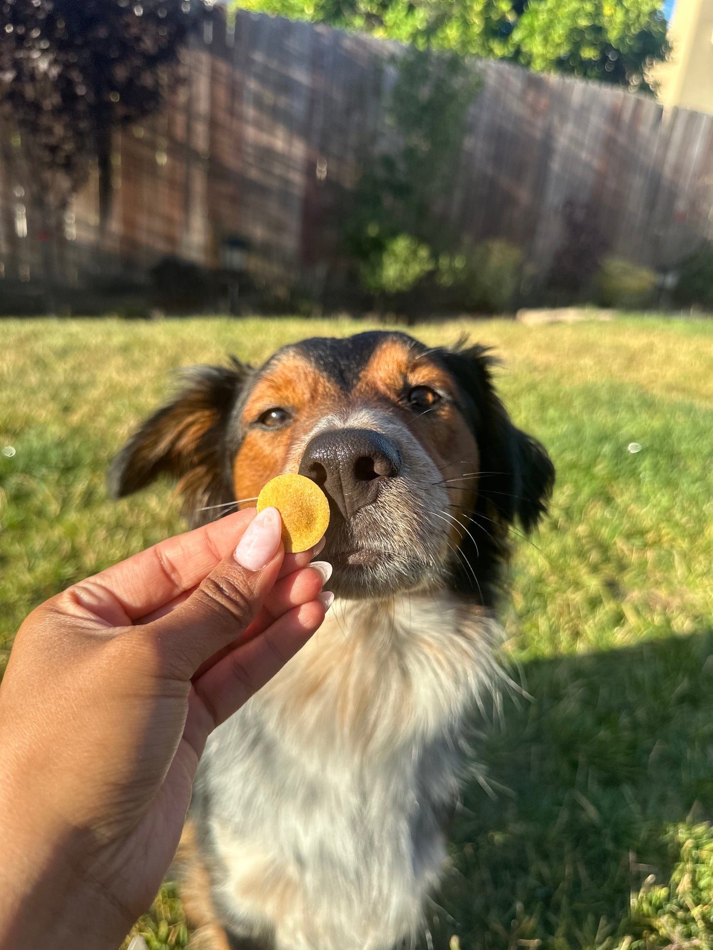 Bodie's PB Wafers
