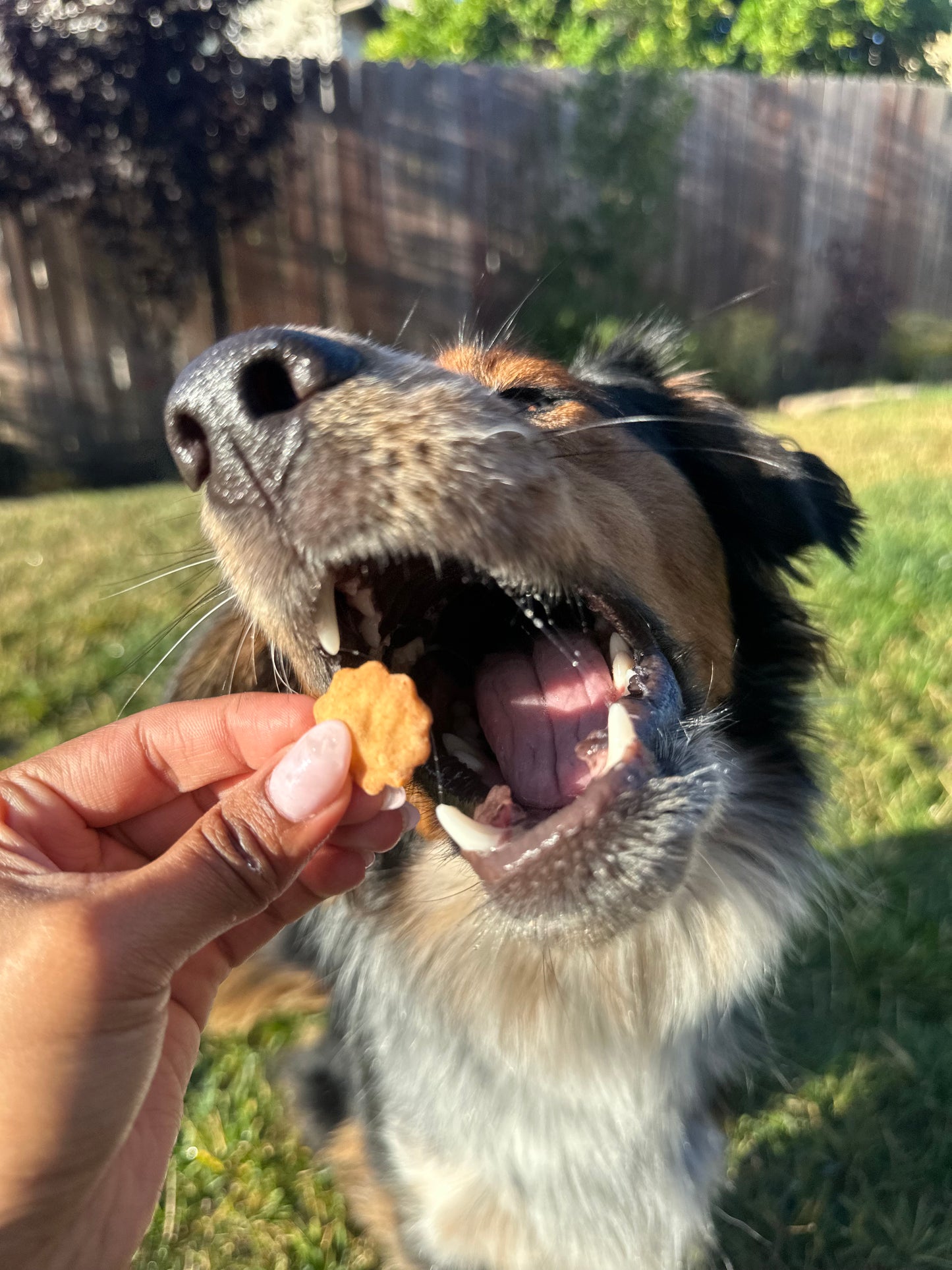 Bodie's Cheddar Crumbles