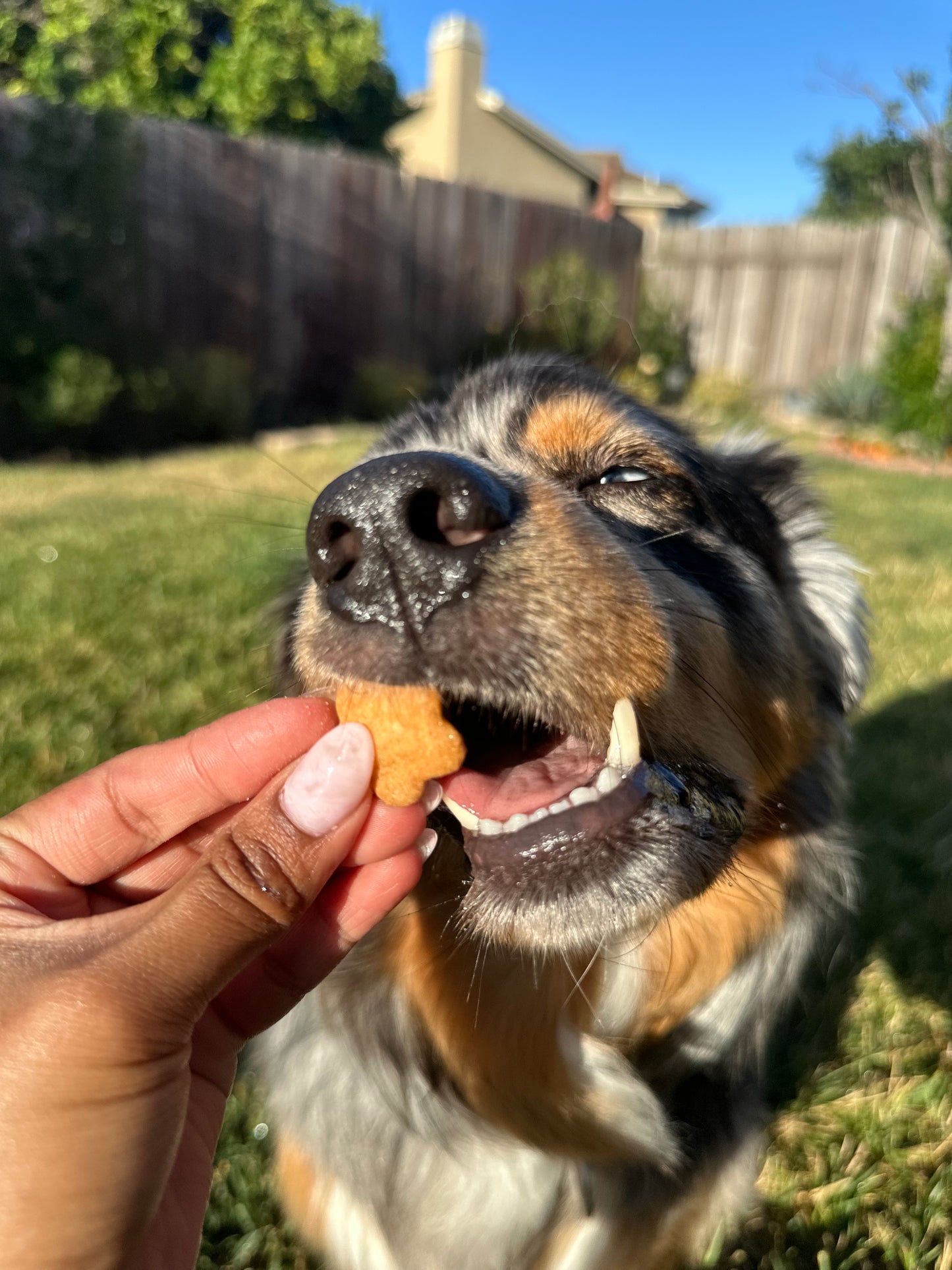 Bodie's Cheddar Crumbles