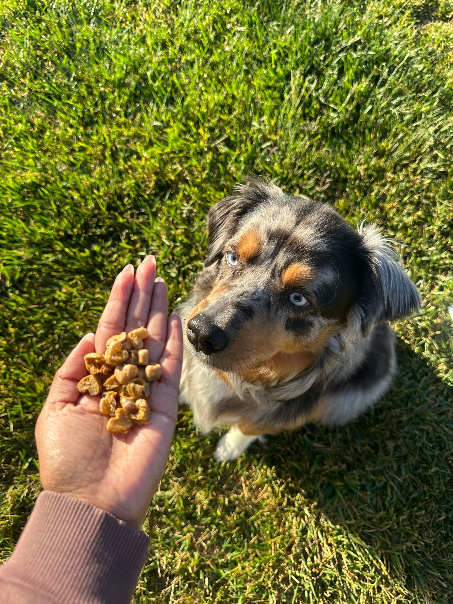 Shiloh's Hearty Bites