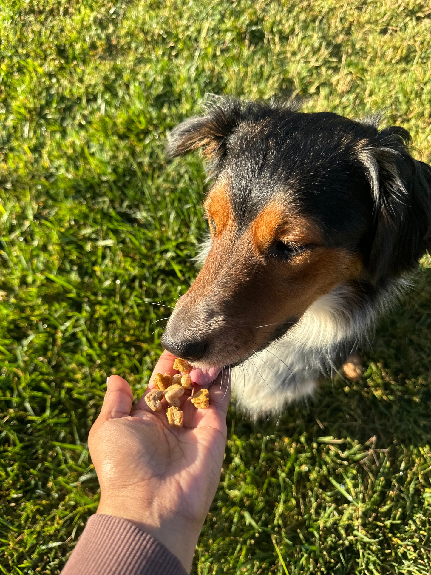 Shiloh's Hearty Bites