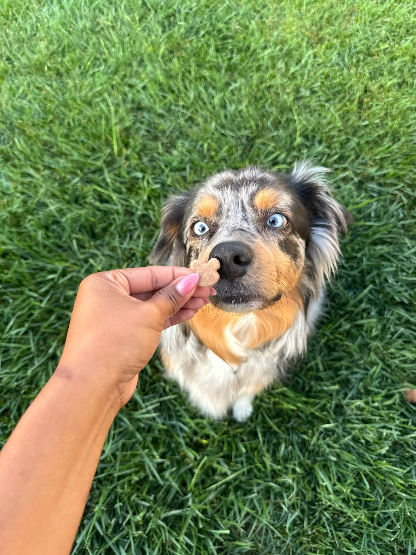 Bodie's Jelly Bearies