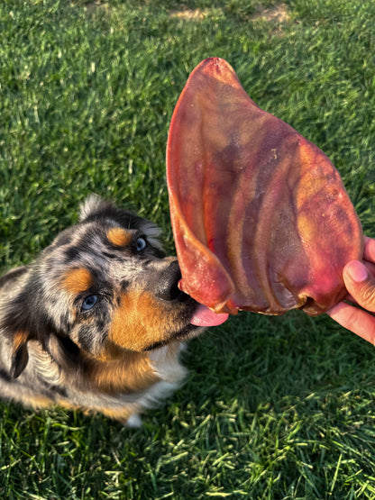 Shiloh's Pig Ears