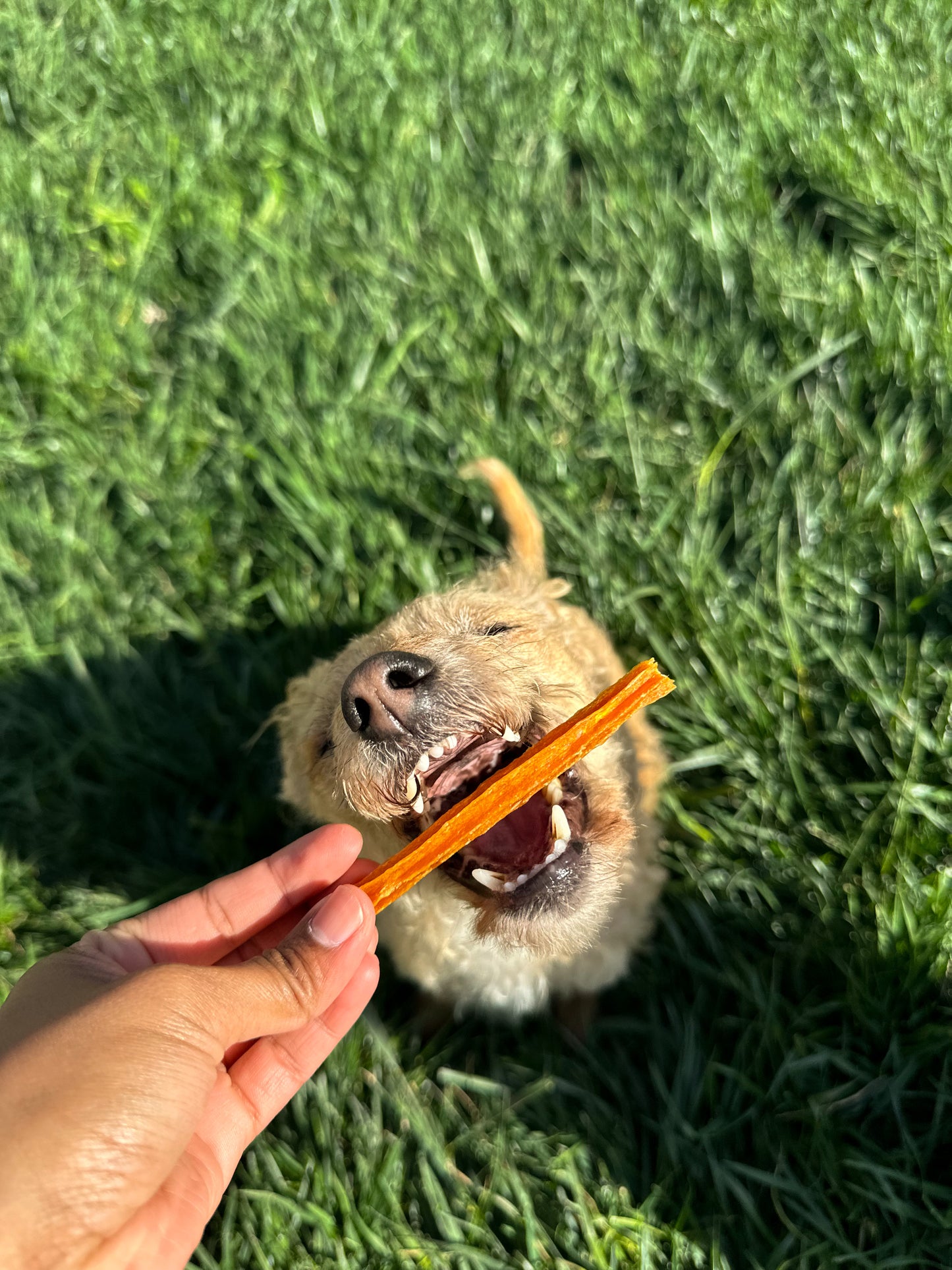 Shiloh's Crunchy Chicken