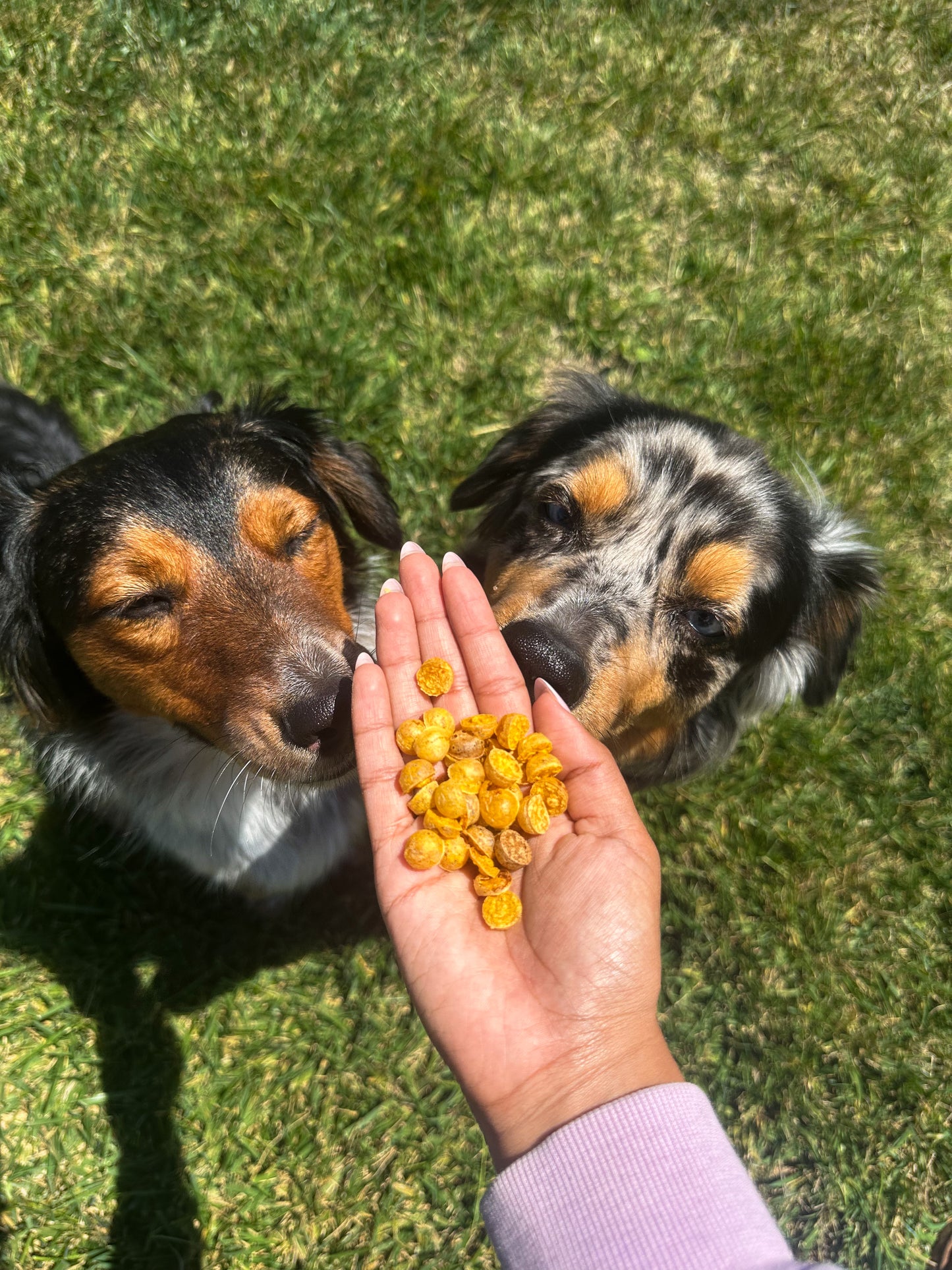 Shiloh's Carrot Bites